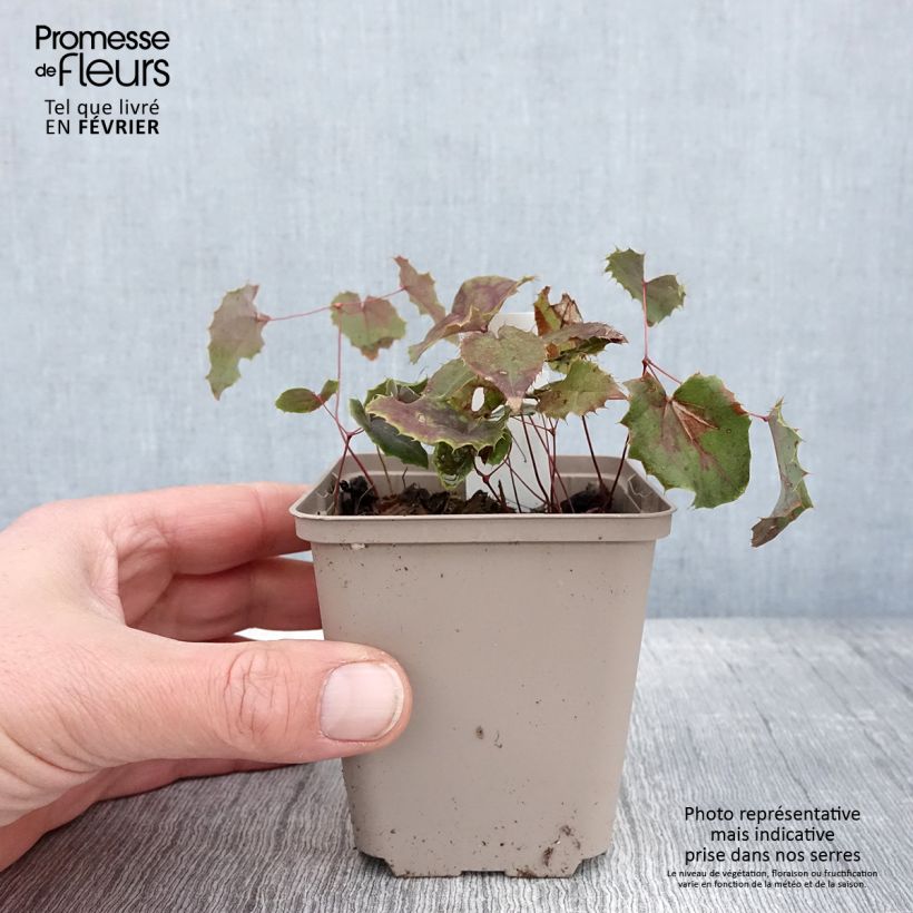 Epimedium elongatum - Barrenwort 8/9 cm pot sample as delivered in winter