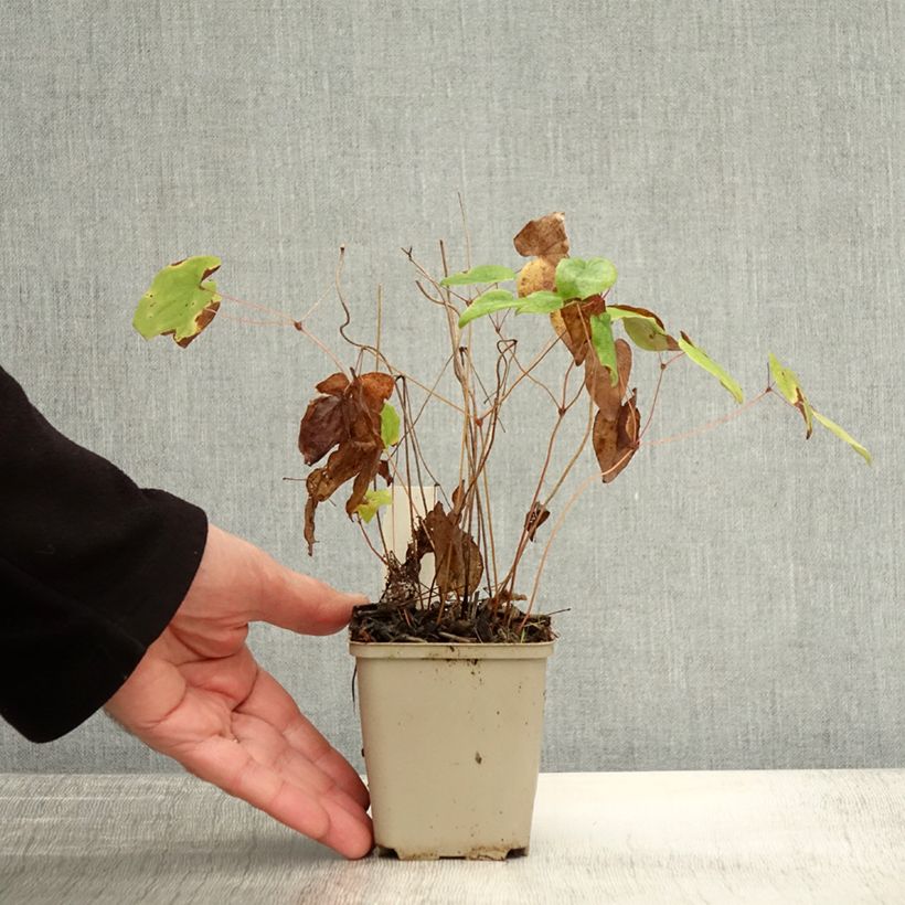 Epimedium Beni-kujaku - Barrenwort 8/9 cm pot sample as delivered in autumn