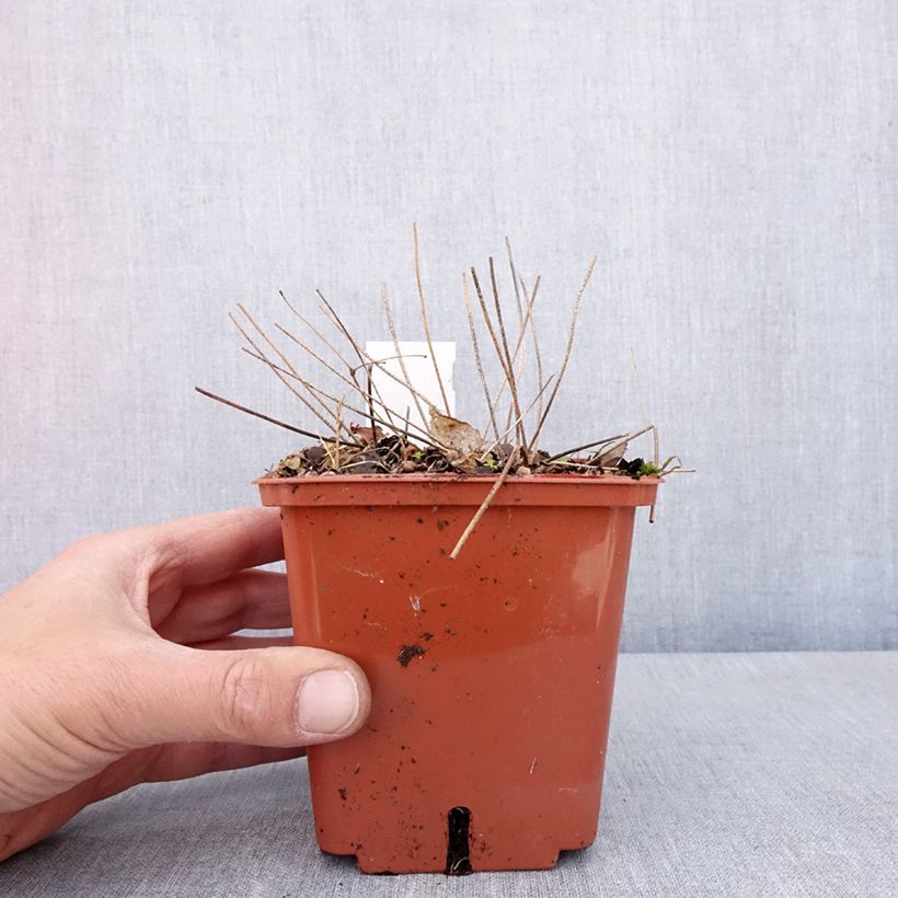 Epimedium Pink Elf - Barrenwort 1L/1.5L pot sample as delivered in spring