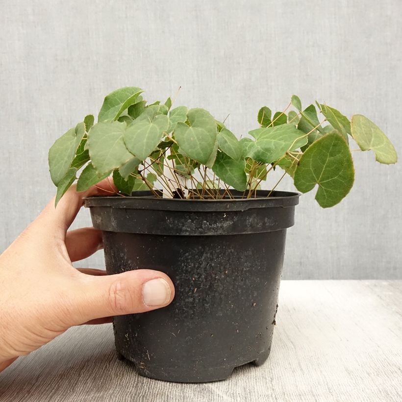 Epimedium perralchicum Fröhnleiten - Barrenwort 2L/3L pot sample as delivered in autumn