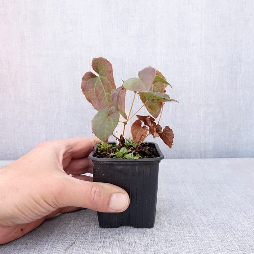 Epimedium perralderianum - Barrenwort 8/9 cm pot sample as delivered in spring