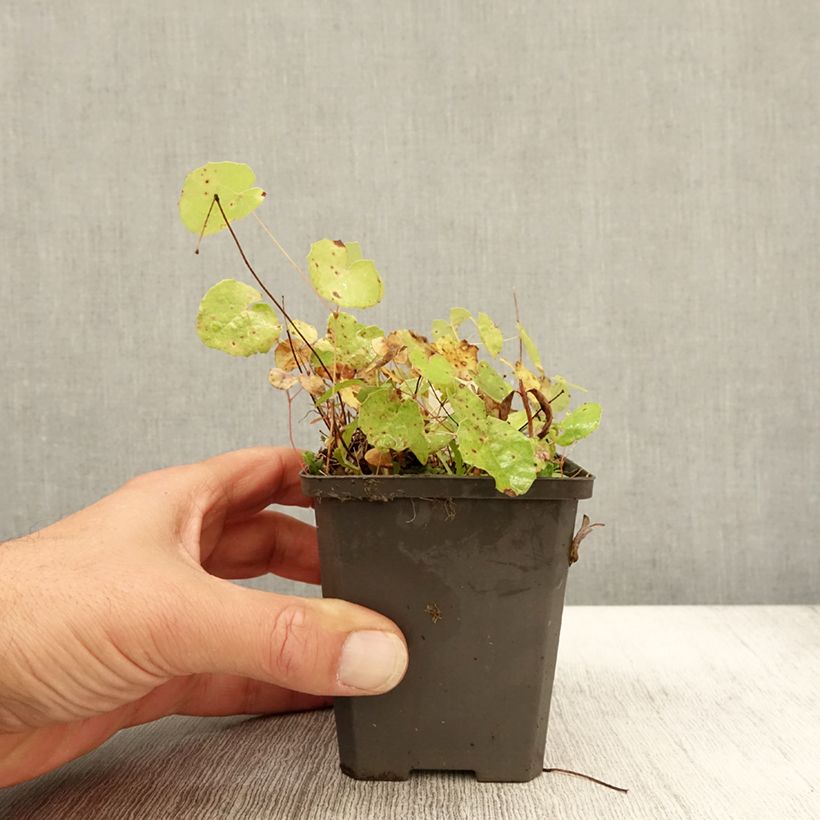 Epimedium platypetalum - Barrenwort 8/9 cm pot sample as delivered in autumn