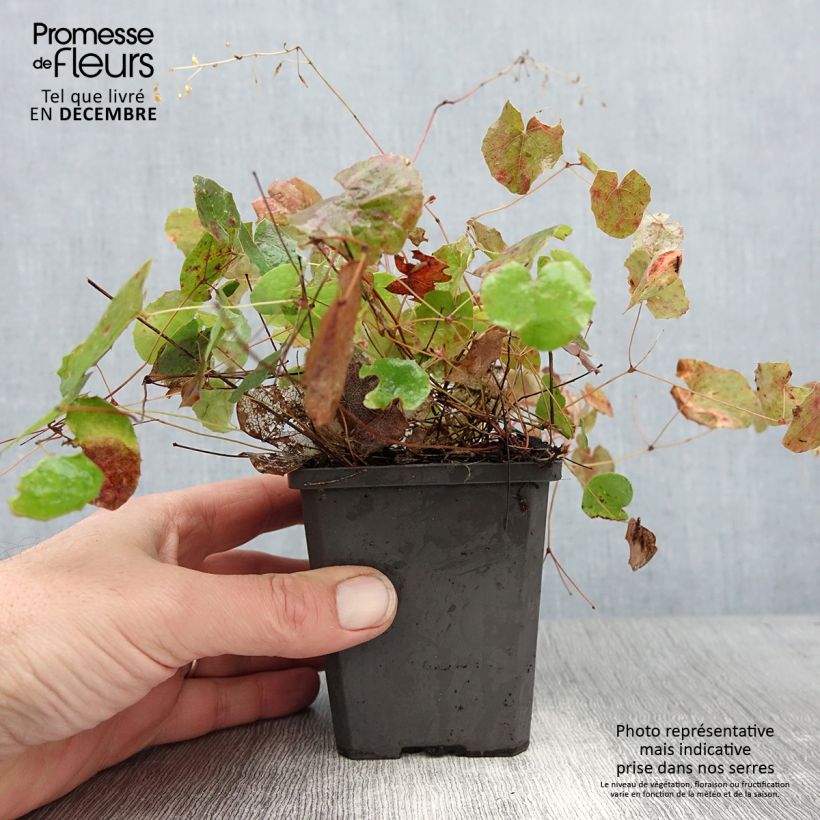 Epimedium platypetalum - Barrenwort 8/9 cm pot sample as delivered in winter