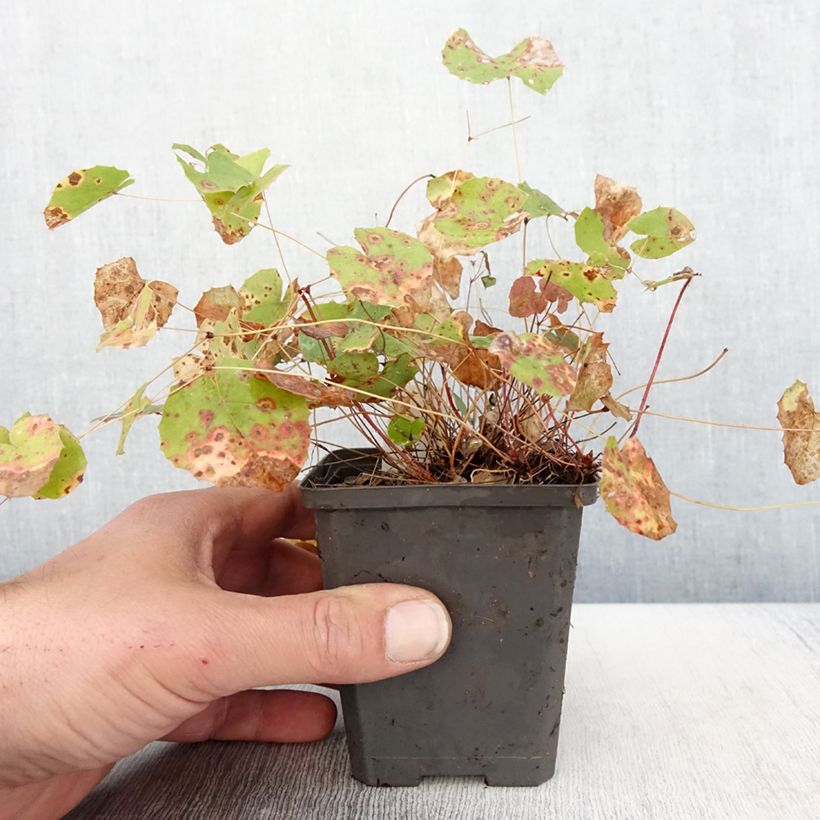 Epimedium platypetalum - Barrenwort 8/9 cm pot sample as delivered in spring