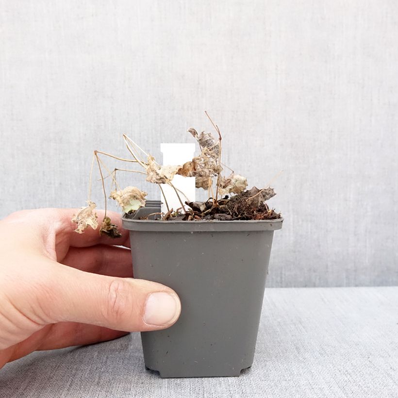 Epimedium rhizomatosum - Barrenwort 8/9 cm pot sample as delivered in winter