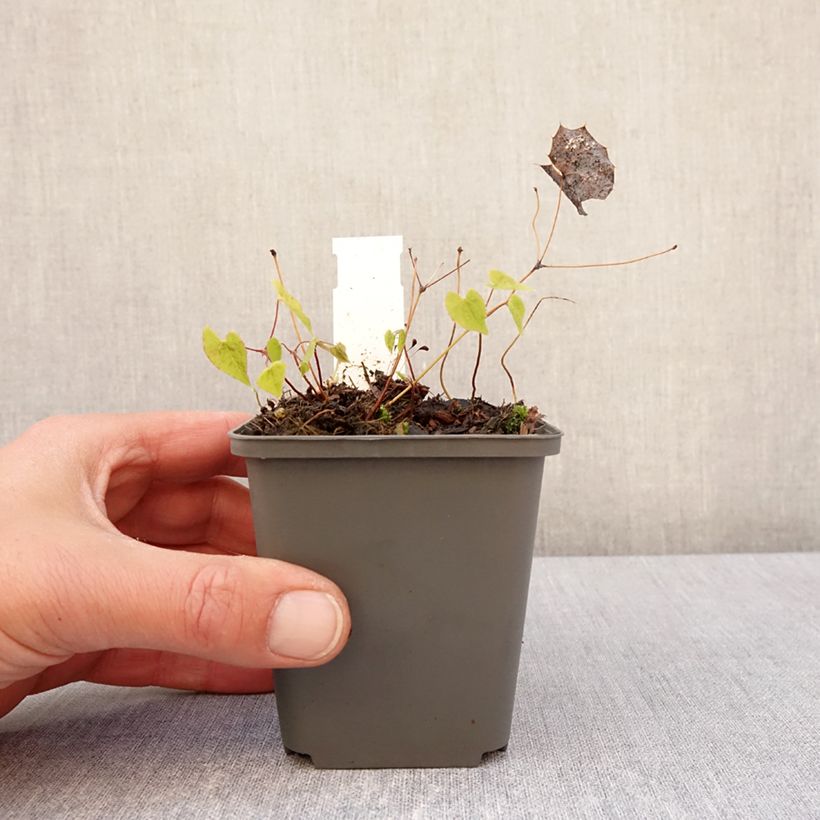 Epimedium rhizomatosum - Barrenwort 8/9 cm pot sample as delivered in spring