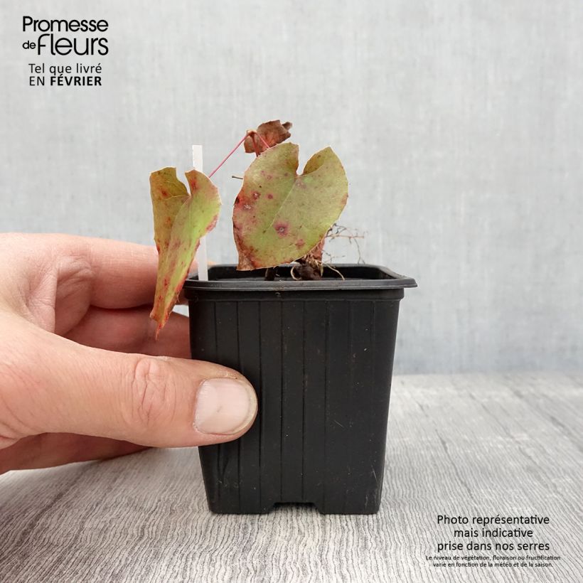 Epimedium x warleyense - Barrenwort 8/9 cm pot sample as delivered in winter