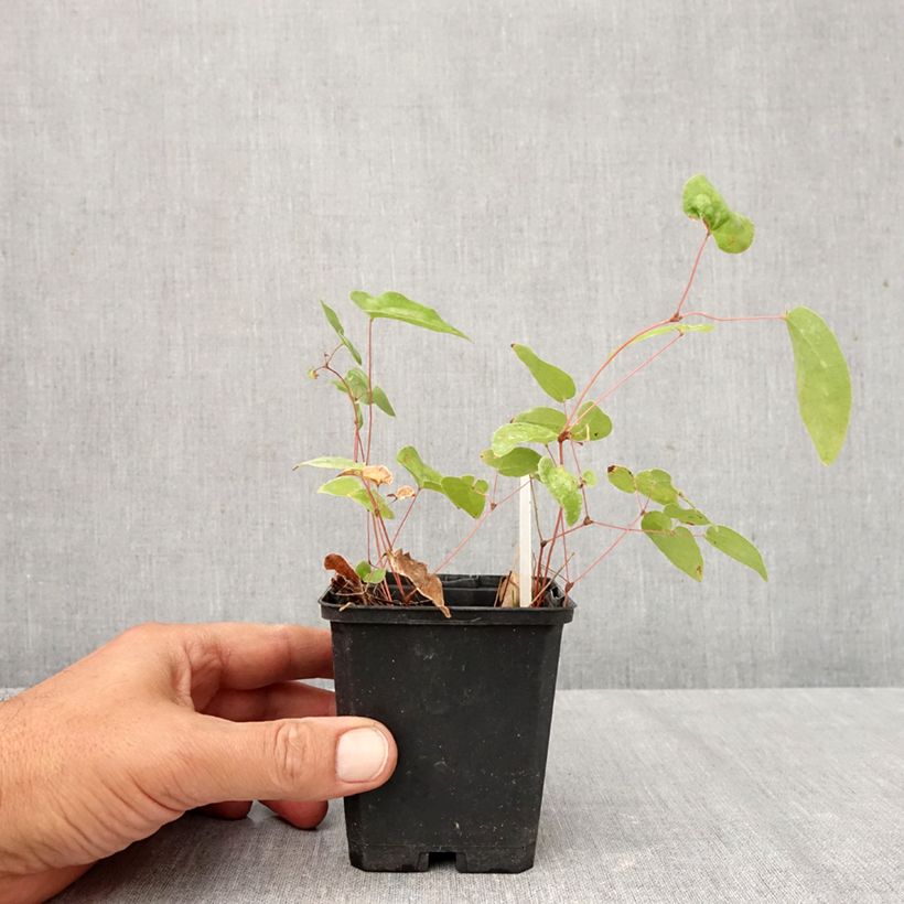 Epimedium x youngianum Niveum - Barrenwort 8/9 cm pot sample as delivered in autumn