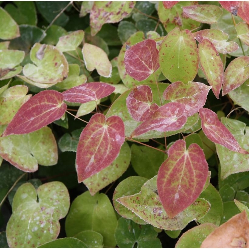 Epimedium pinnatum subsp. colchicum - Barrenwort (Foliage)