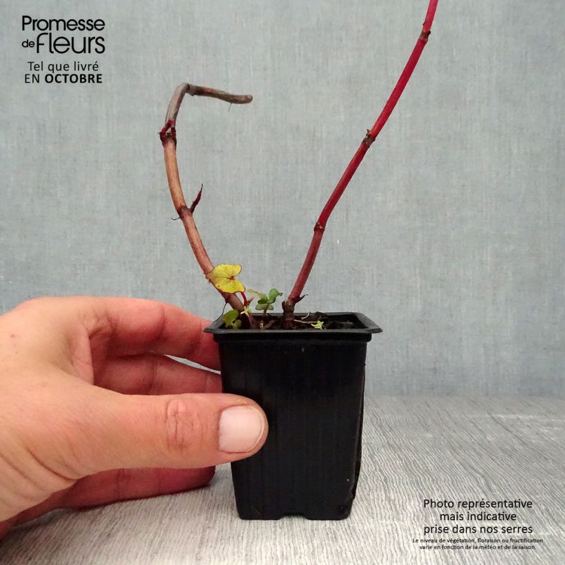 Tall Buckwheat - Fagopyrum dibotrys 8/9 cm pot sample as delivered in autumn
