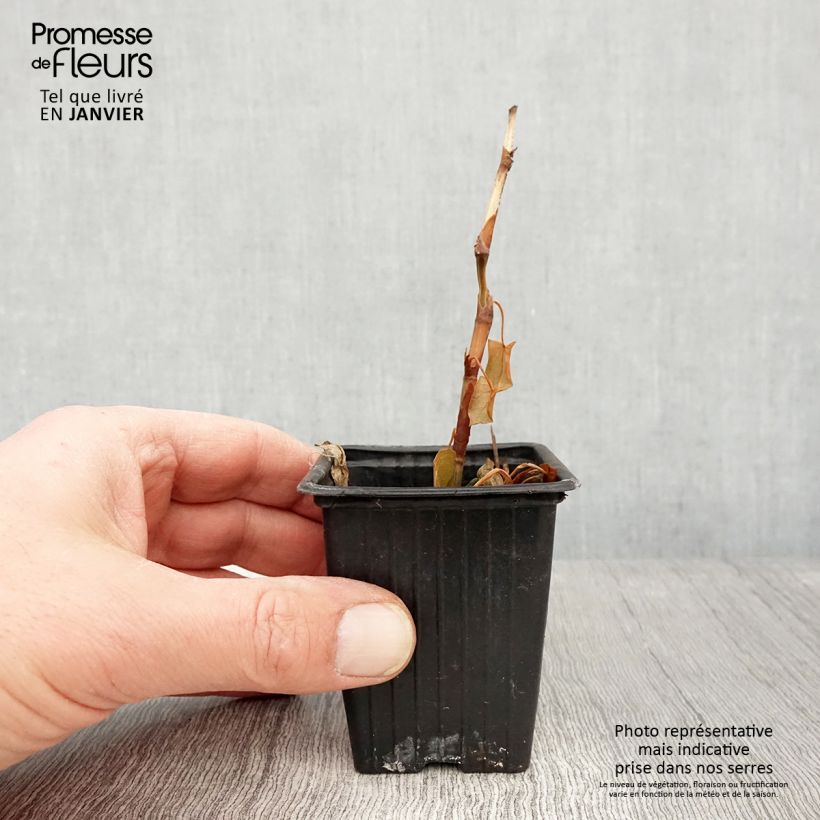 Tall Buckwheat - Fagopyrum dibotrys 8/9 cm pot sample as delivered in winter