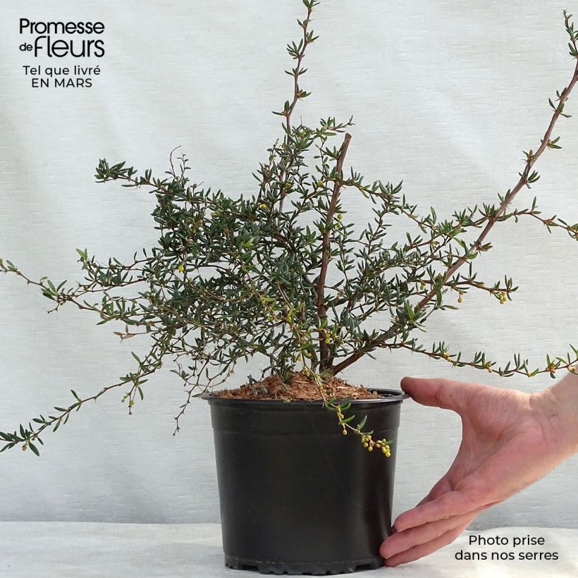 Berberis x stenophylla - Barberry 2L/3L pot sample as delivered in winter