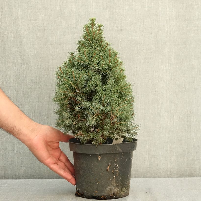 Picea glauca Conica Blue - White Spruce 3L/4L pot sample as delivered in summer