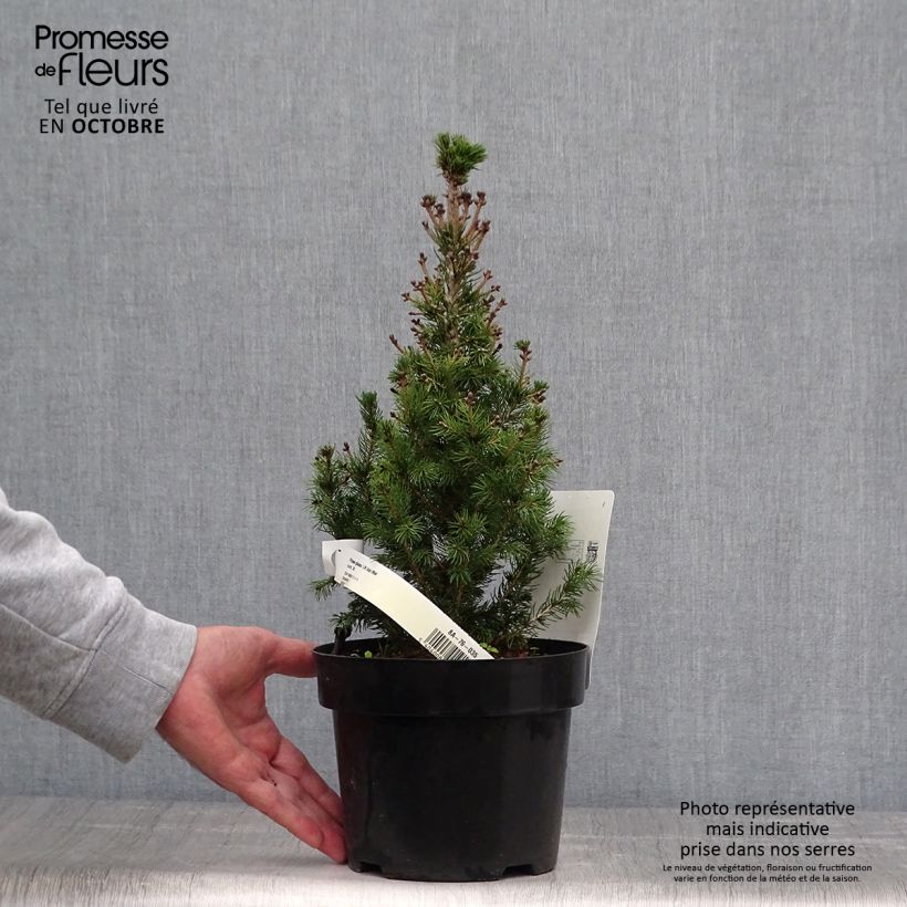 White spruce - Picea glauca Daisys White 2L/3L pot sample as delivered in autumn