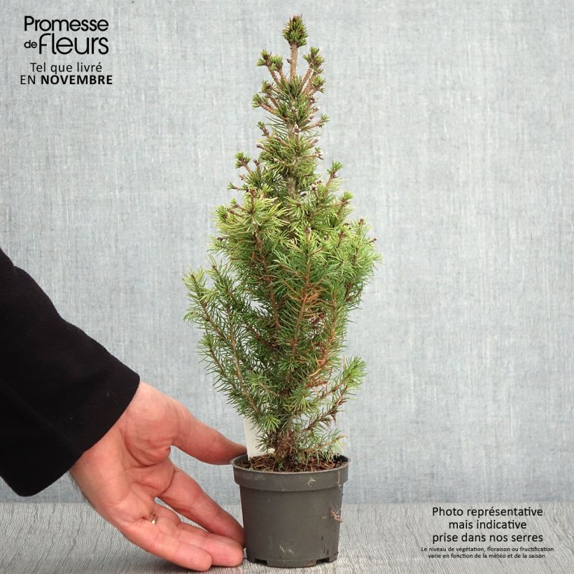 White spruce - Picea glauca Daisys White 8/9 cm pot sample as delivered in autumn