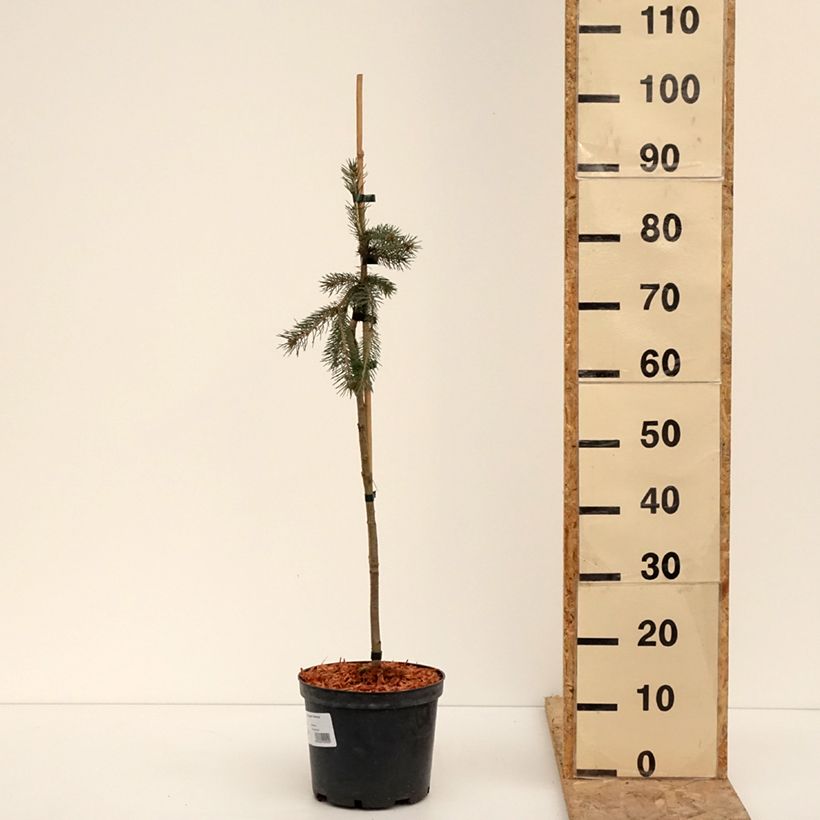 Picea glauca Pendula - White spruce pendula 4L/5L pot sample as delivered in winter