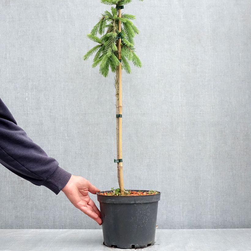 Picea glauca Pendula - White spruce pendula 4L/5L pot, Quarter standard (rose) sample as delivered in spring