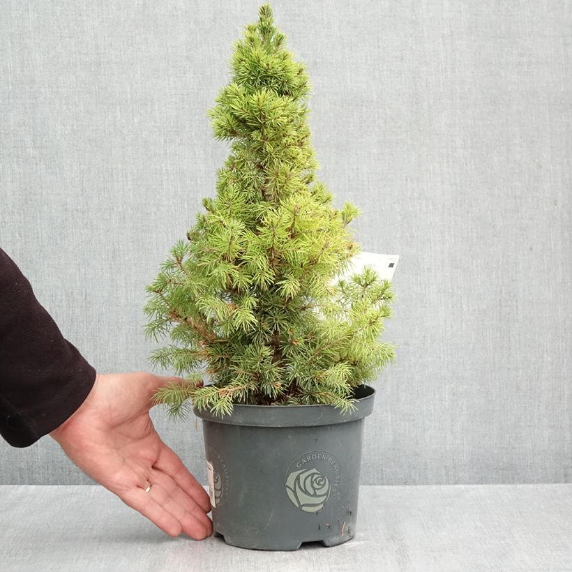 Picea glauca Rainbows End - White Spruce 2L/3L pot sample as delivered in autumn