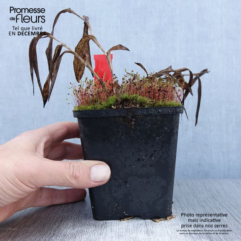 Epipactis gigantea 1L/1.5L pot sample as delivered in winter