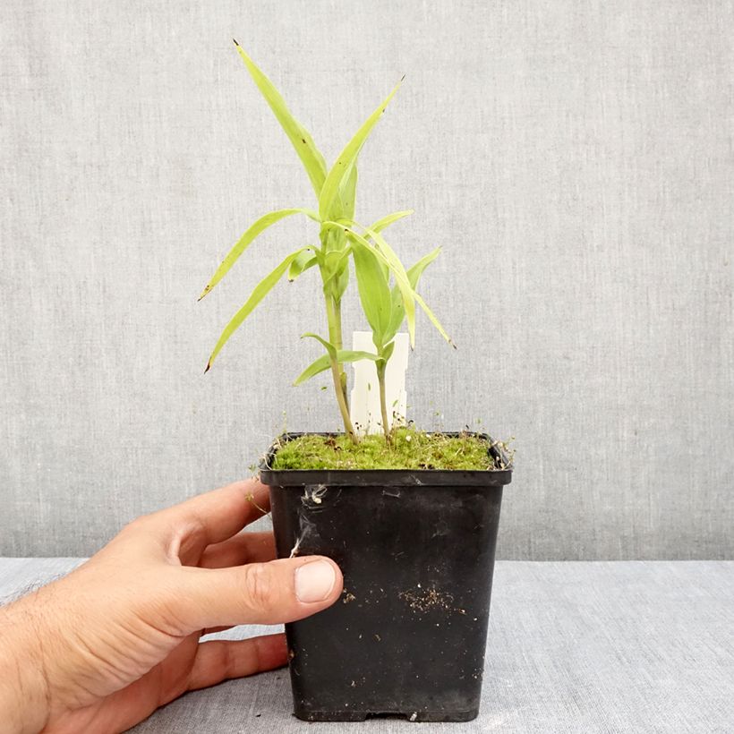 Epipactis thunbergii x gigantea   1L/1.5L pot sample as delivered in autumn