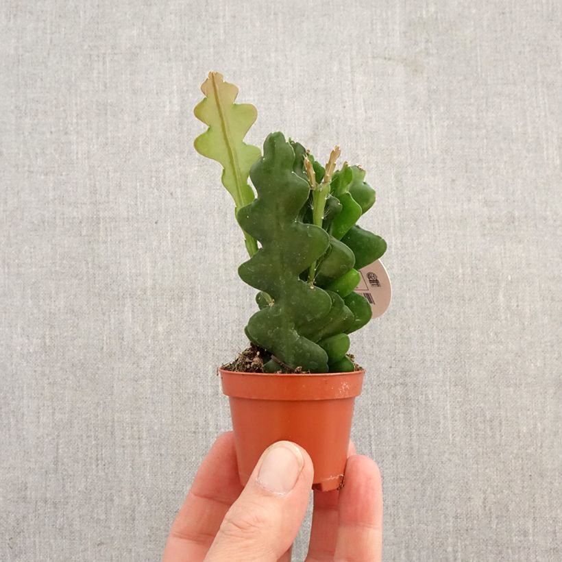 Fishbone cactus - Epiphyllum anguliger mini plant sample as delivered in spring