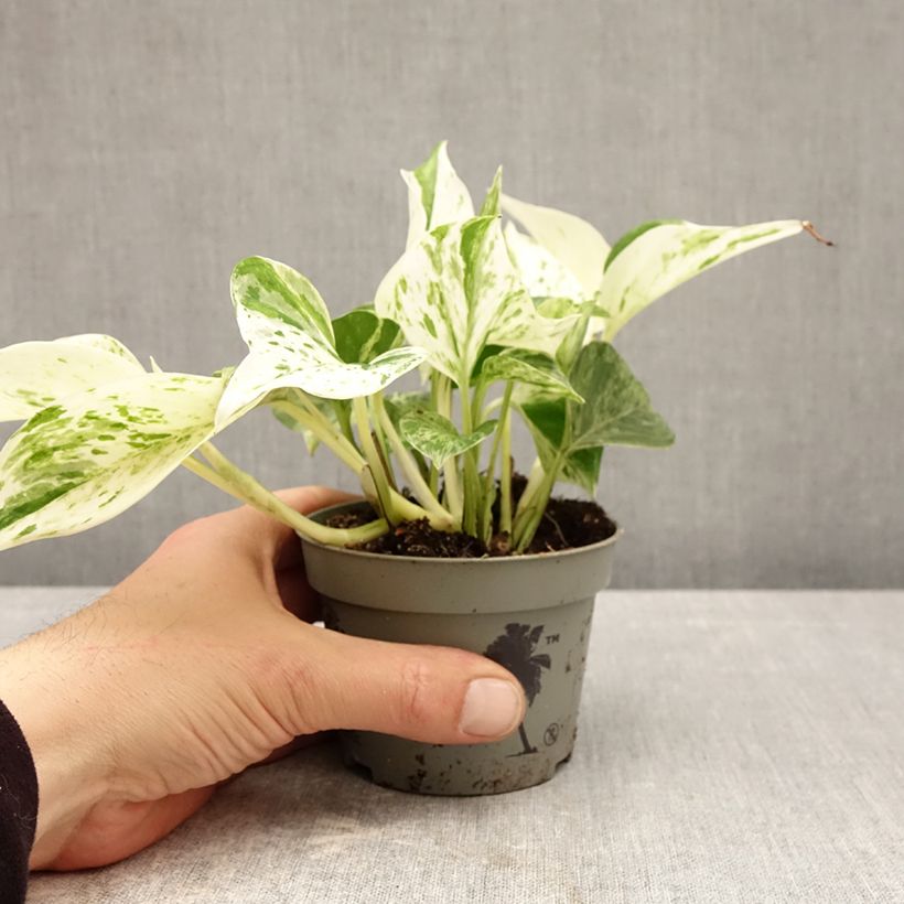 Epipremnum aureum Marble Queen - Golden Pothos 10cm/11cm pot sample as delivered in spring