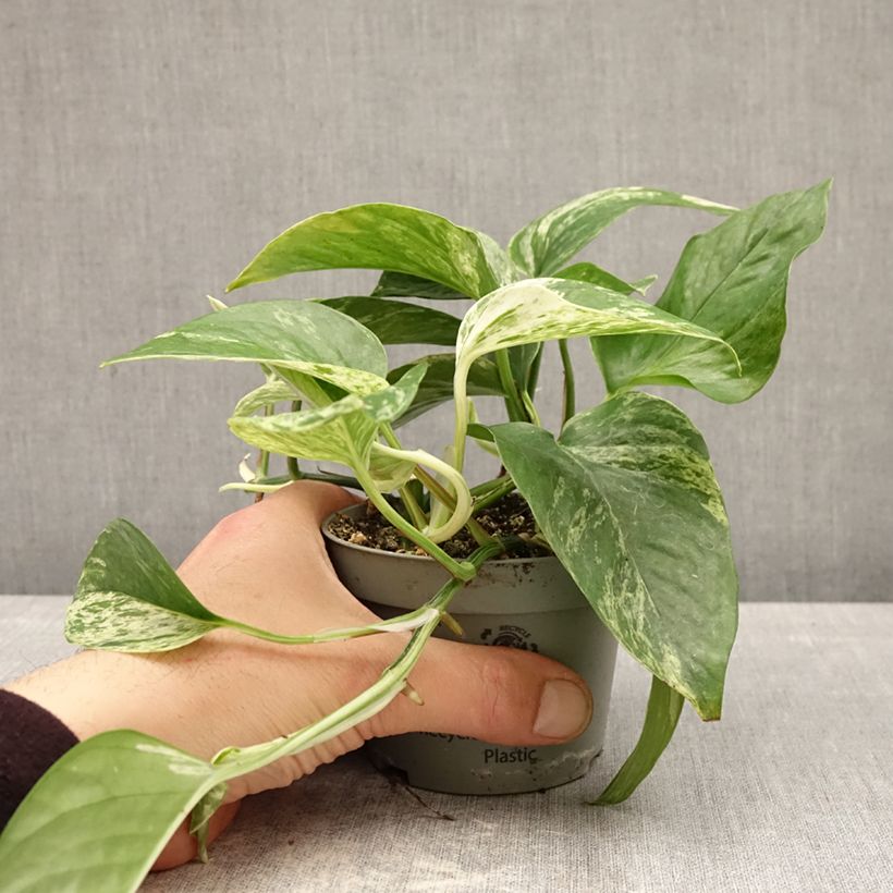 Epipremnum aureum - Golden Pothos 10cm/11cm pot sample as delivered in spring