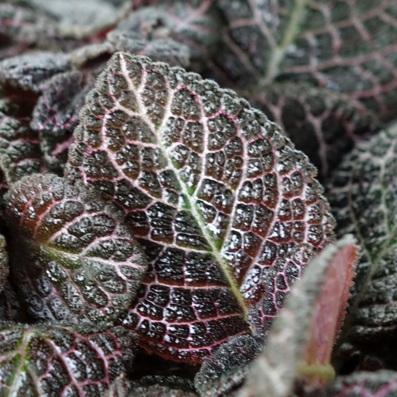 Episcia cupreata 'Country Brilliance' - Violette flamboyante, Épiscia Country Brilliance (Foliage)