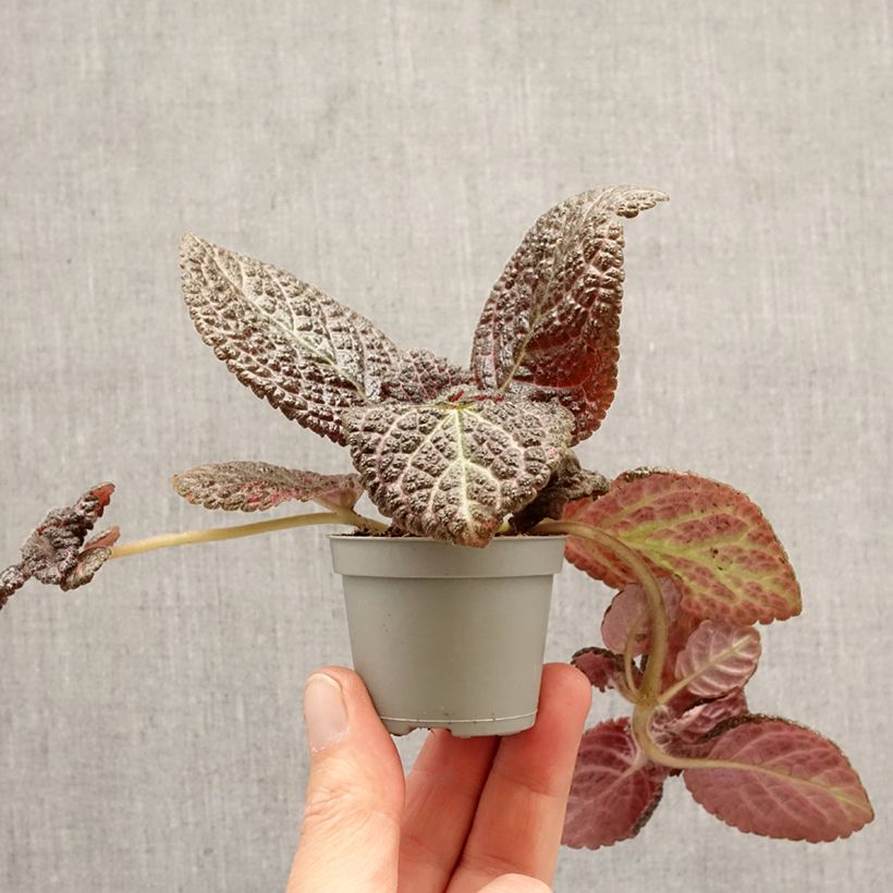 Episcia cupreata 'Country Brilliance' - Violette flamboyante, Épiscia Country Brilliance mini plant sample as delivered in spring