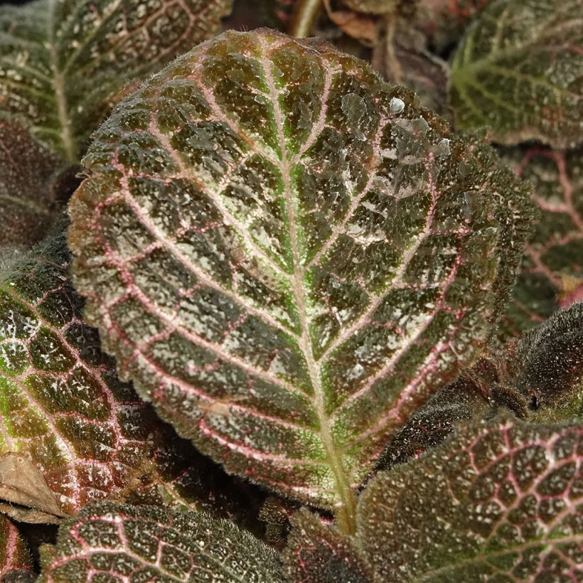 Episcia cupreata Pink Acajou - Flame violet (Foliage)