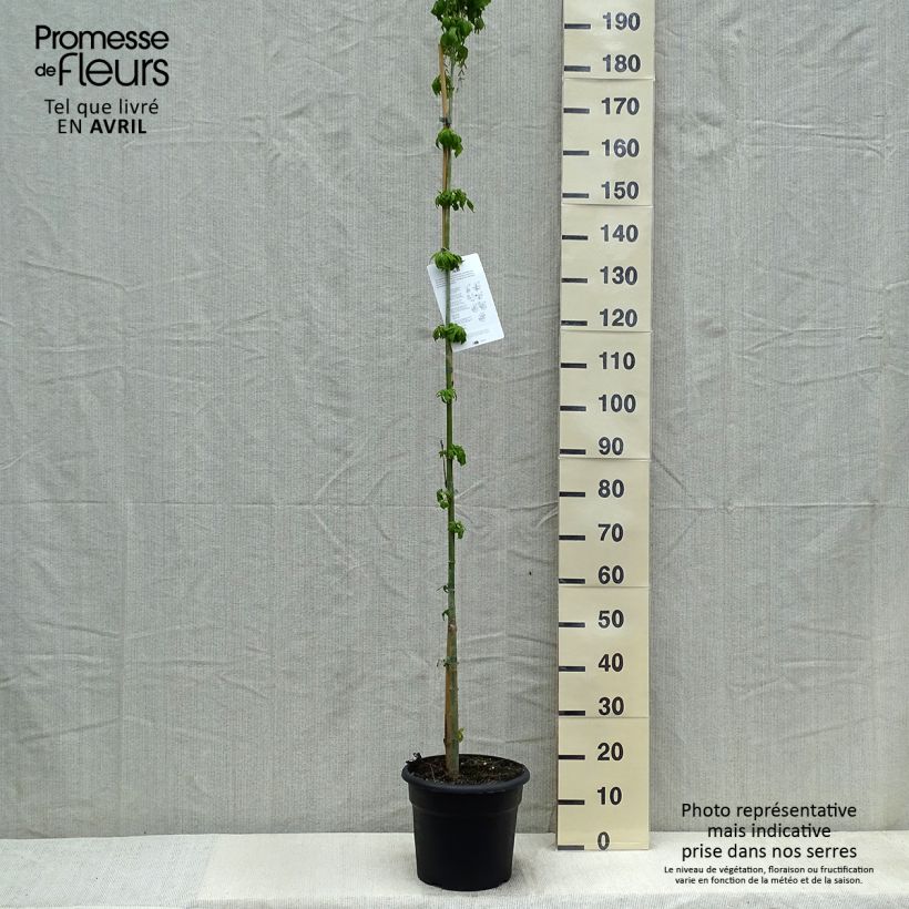 Acer negundo - Maple 7.5L/10L pot sample as delivered in spring