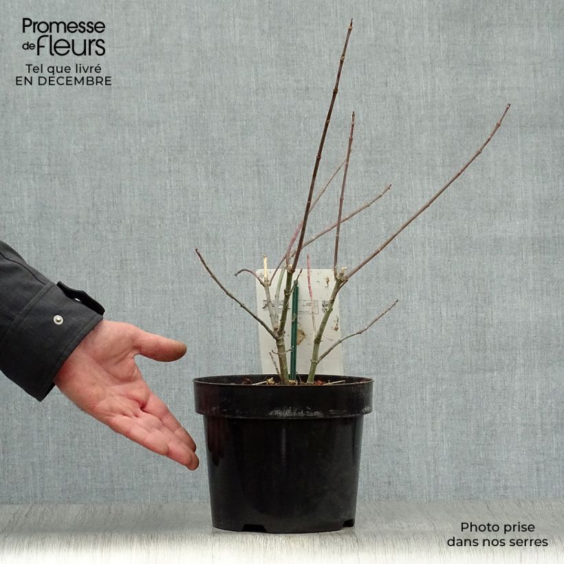 Acer negundo Flamingo - Maple 3L/4L pot sample as delivered in winter