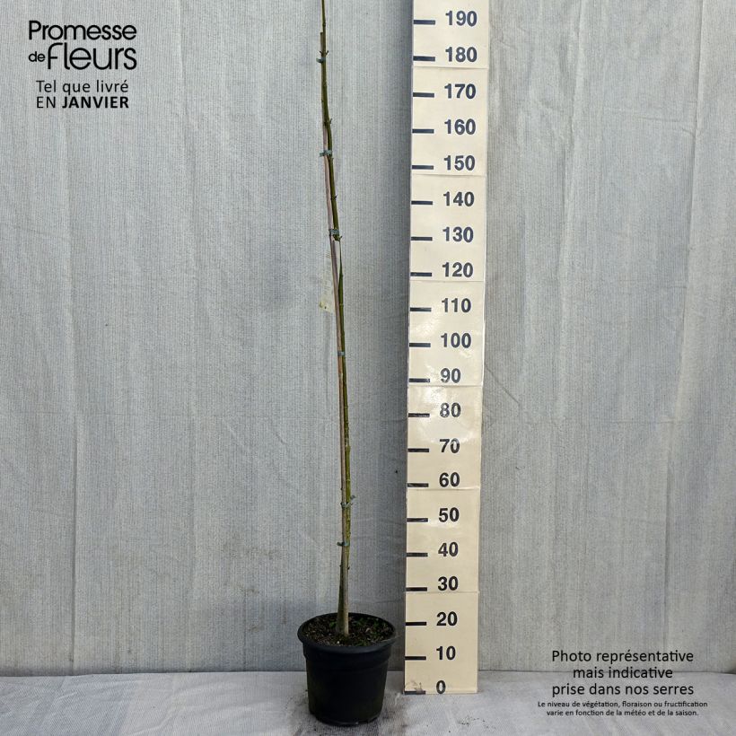 Acer negundo - Maple 7.5L/10L pot sample as delivered in winter