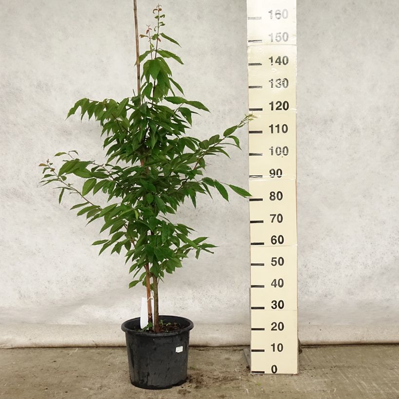 Acer carpinifolium - Maple 7.5L/10L pot, Sapling sample as delivered in summer