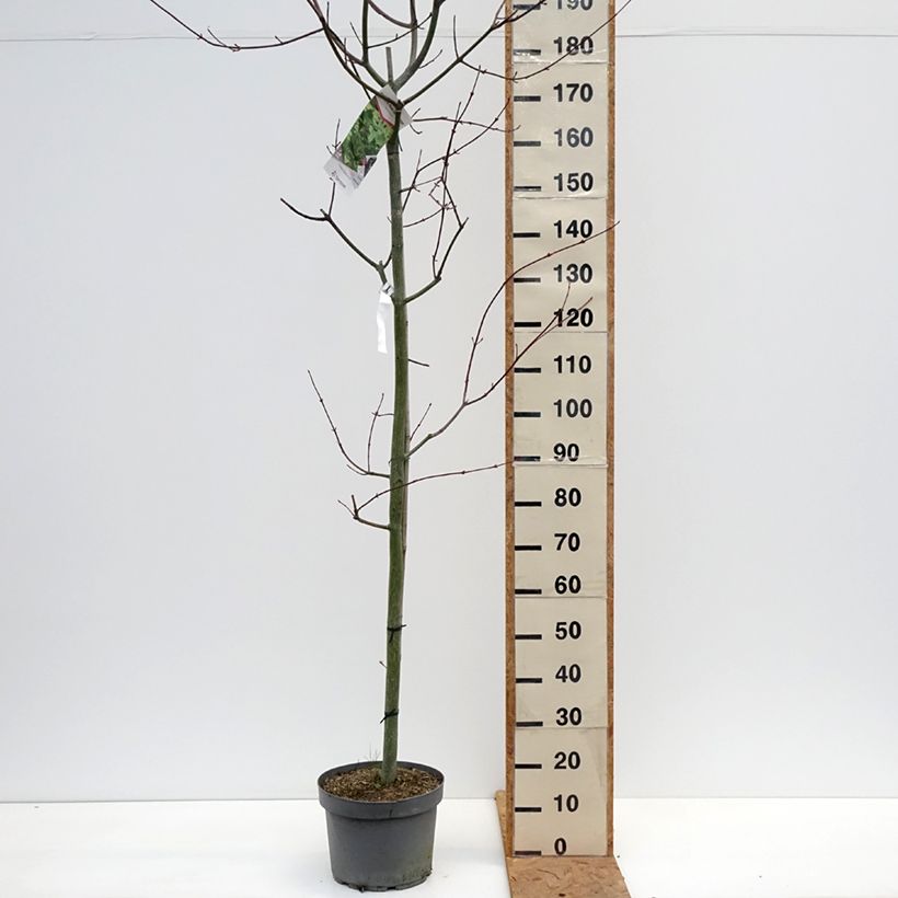 Acer capillipes - Maple 7.5L/10L pot, Sapling sample as delivered in autumn