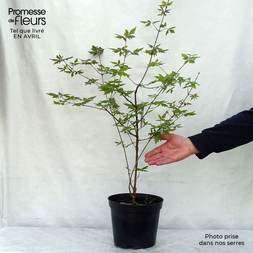 Acer griseum - Paperbark Maple - Maple 3L/4L pot sample as delivered in spring