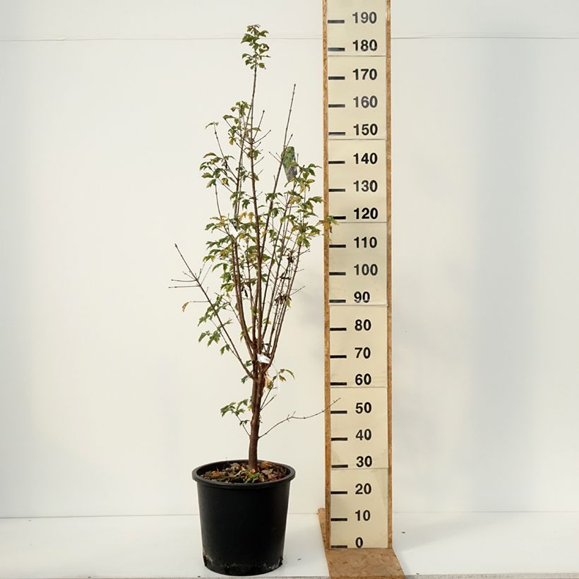 Acer griseum - Paperbark Maple - Maple 20L/25L pot sample as delivered in autumn