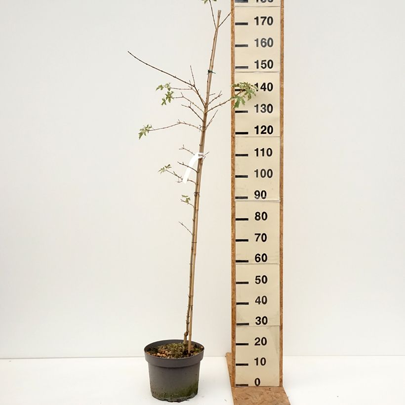 Acer campestre Carnival - Maple 7.5L/10L pot sample as delivered in autumn