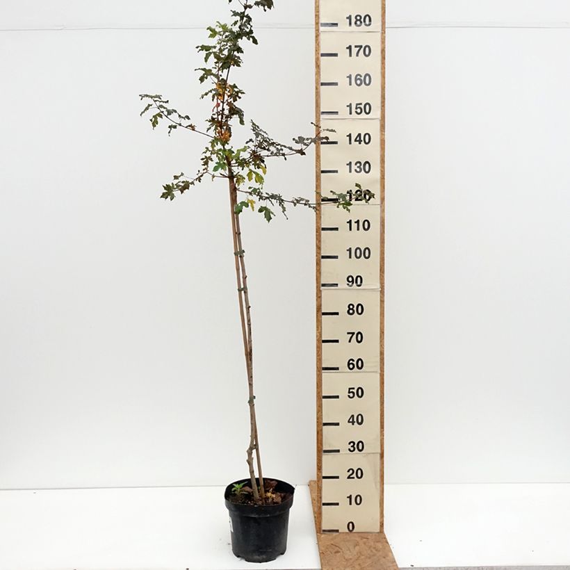 Acer campestre Magic Spring - Field Maple 7.5L/10L pot sample as delivered in autumn