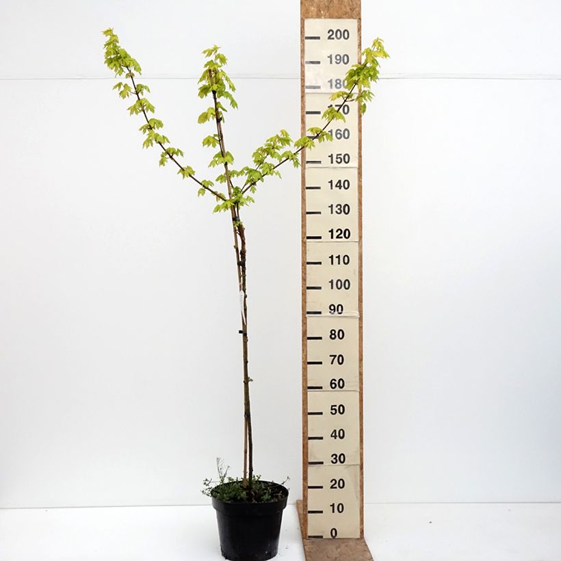 Acer campestre Postelense - Field Maple 7.5L/10L pot, Standard sample as delivered in spring