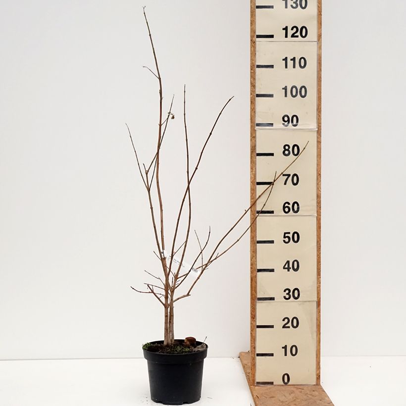 Acer campestre - Maple 4L/5L pot sample as delivered in autumn