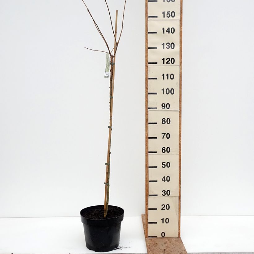 Acer campestre Pulverulentum - Field Maple 7.5L/10L pot, Standard sample as delivered in winter