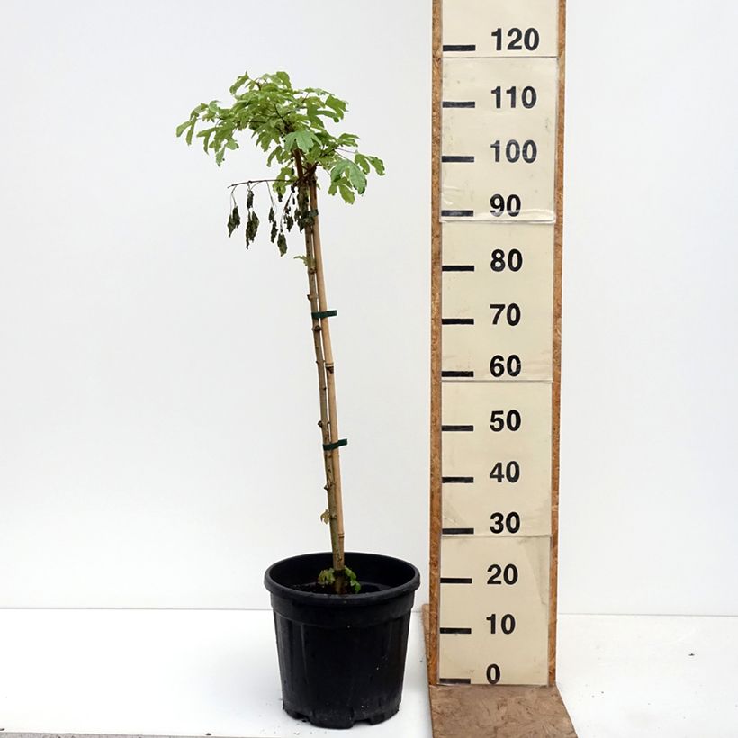 Acer campestre Silver Celebration - Field Maple 7.5L/10L pot, Standard sample as delivered in spring
