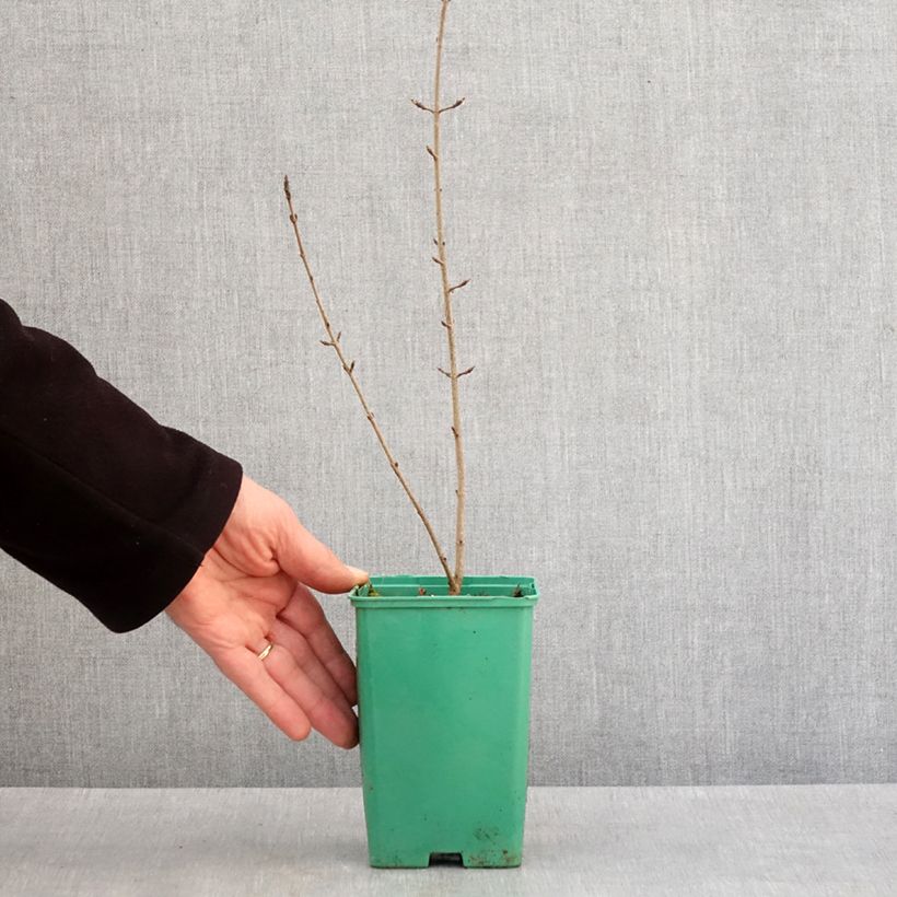 Acer monspessulanum  10cm/11cm pot sample as delivered in winter