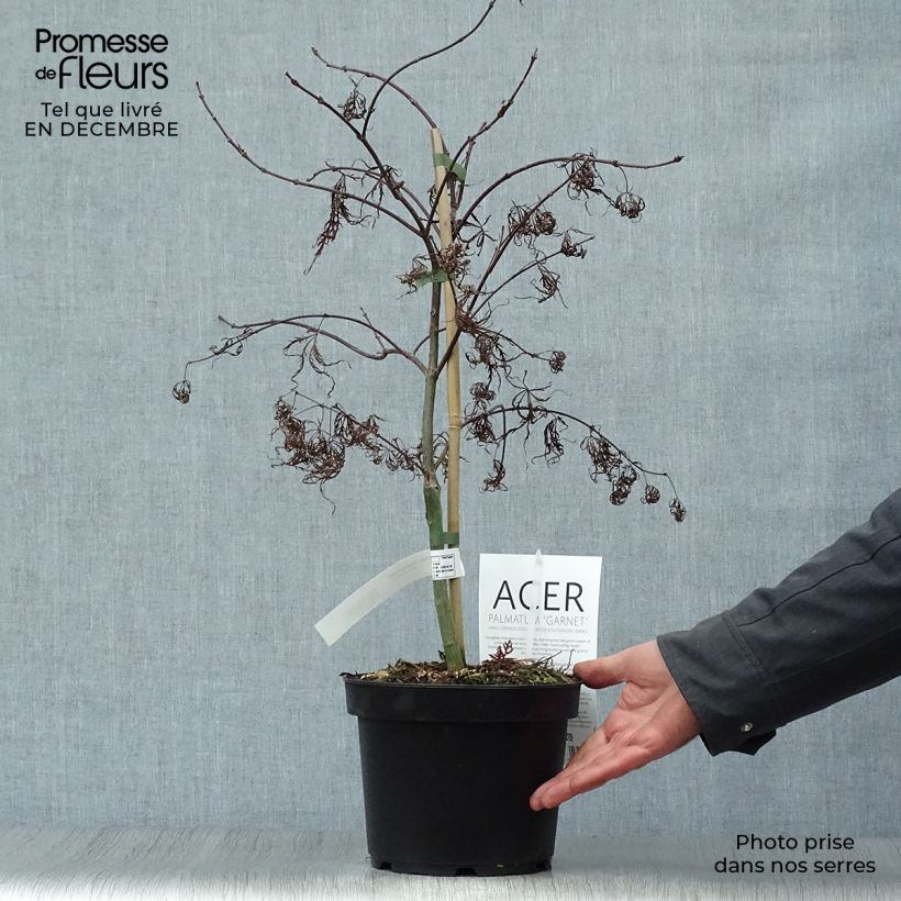 Acer palmatum Dissectum Garnet - Japanese Maple 3L/4L pot sample as delivered in winter