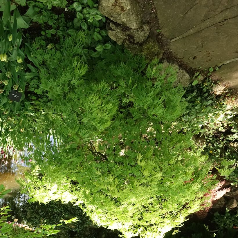 Acer palmatum Dissectum Viridis - Japanese Maple (Plant habit)