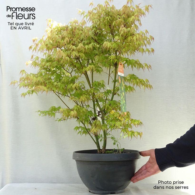 Acer palmatum Katsura - Japanese Maple 7.5L/10L bowl sample as delivered in spring