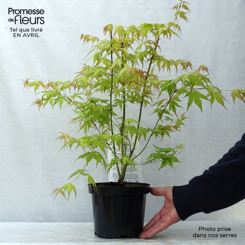 Acer palmatum Katsura - Japanese Maple 2L/3L pot sample as delivered in spring