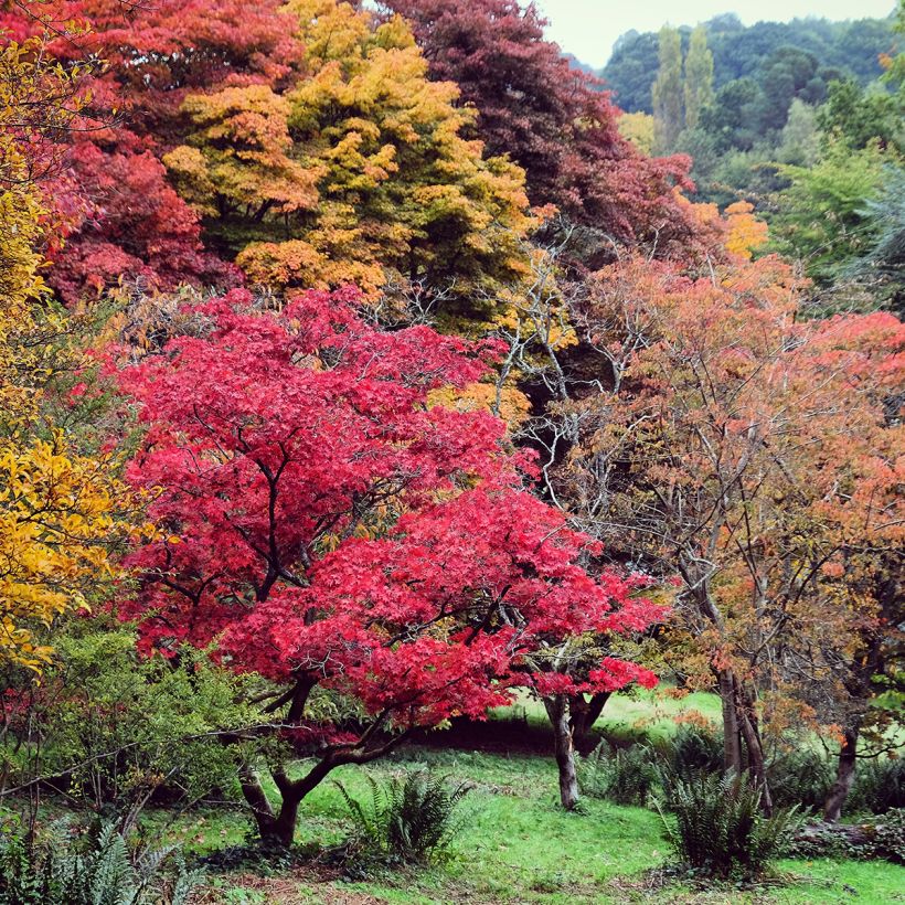 Acer palmatum - Japanese Maple (Plant habit)