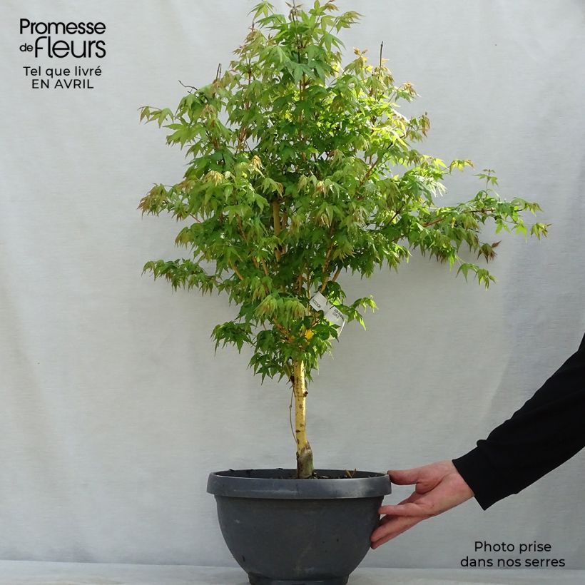 Acer palmatum Bi Hoo - Japanese Maple 7.5L/10L bowl sample as delivered in spring